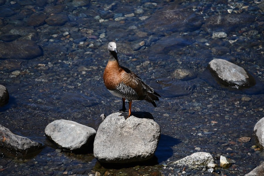 Photo Patagonia Argentina