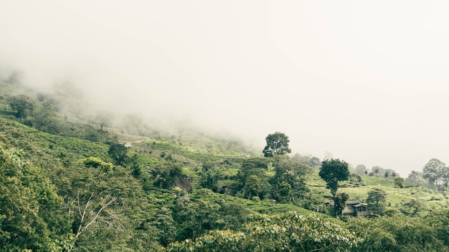 Tea Plantations Sri Lanka