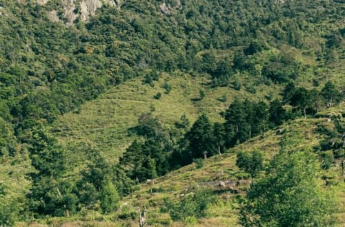 Photo Tea Plantations Sri Lanka