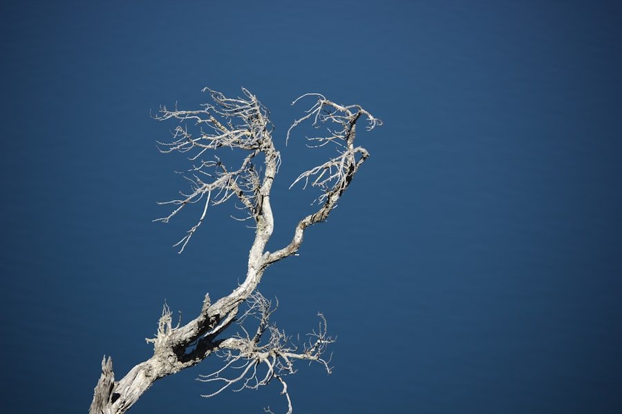 Photo Git Branching