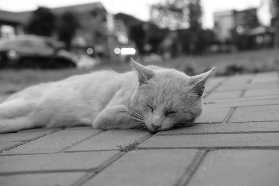 Photo Chronic Fatigue